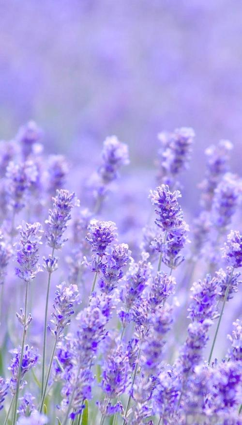 华为畅享70X尊享